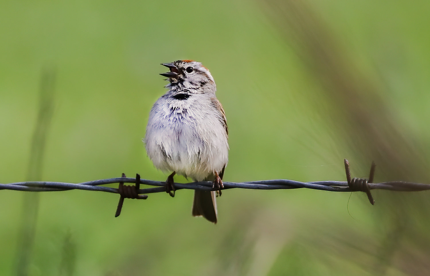 This Chipping Sparrow sings a long, single-note trill, unique in this area.